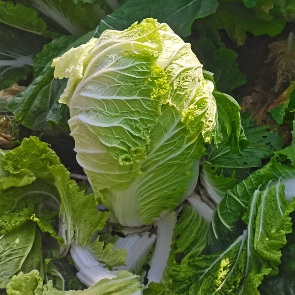 'Qiuguan 70' Chinese Cabbage Seeds, 10g