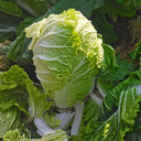 'Qiuguan 70' Chinese Cabbage Seeds, 10g