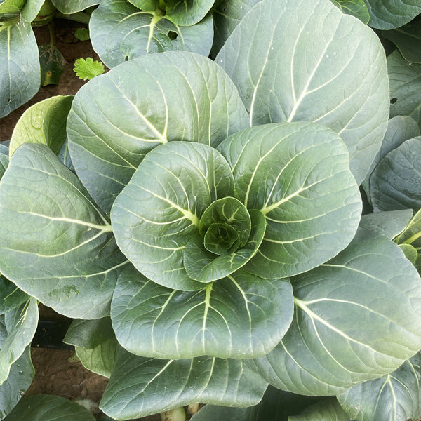 'Black Marshal' Bok Choy Seeds, 5g