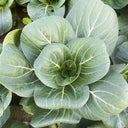 'Black Marshal' Bok Choy Seeds, 5g