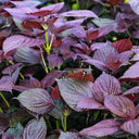 Large-Leaf Perilla Seeds, 2g