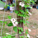 White Sunrise Black Eyed Susan Vine, 5 Seeds