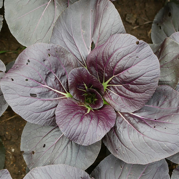 Purple Bok Choy Seeds, 5g