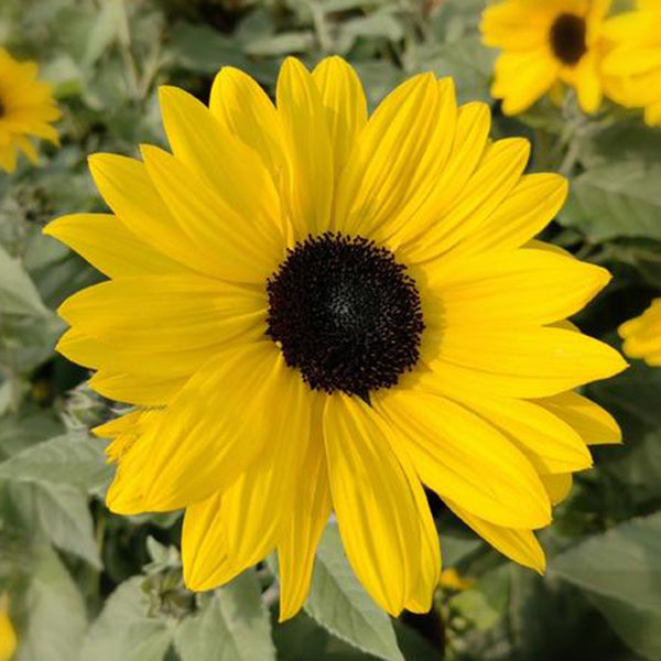 Yellow Rose Sunflower Seeds, 2g