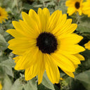 Yellow Rose Sunflower Seeds, 2g