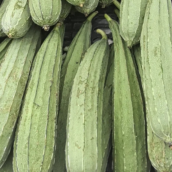 Jiemei Speckled Ridge Gourd, 20 Seeds
