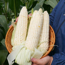 Aotiannuo 75 Sweet Waxy Corn Seeds, 40g