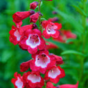 Hybrid Beardtongue Seeds, 200 Seeds