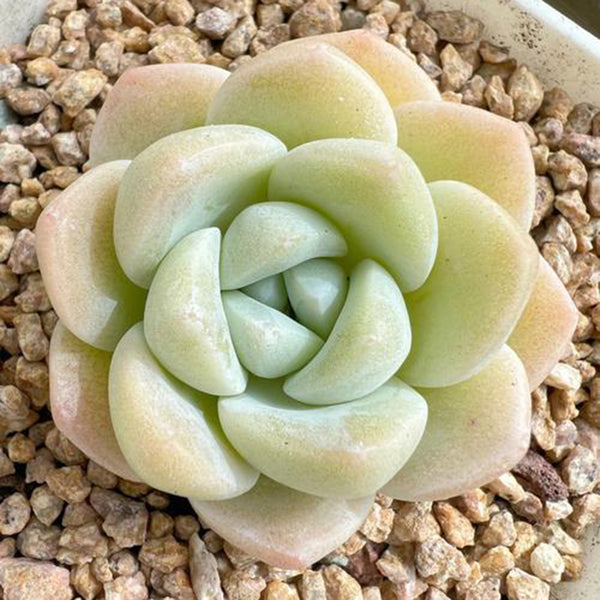 Echeveria 'Ice green', 3pcs x 1-head