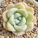 Echeveria 'Ice green', 3pcs x 1-head