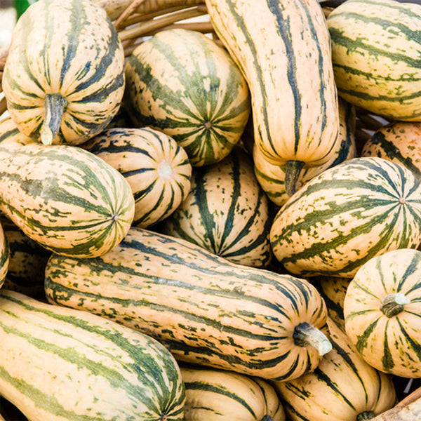 Honey Boat Squash, 5-10 Seeds