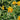 Orange Wallflower, 500 Seeds