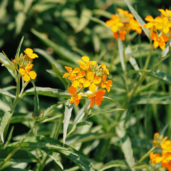 Orange Wallflower, 500 Seeds