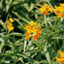 Orange Wallflower, 500 Seeds