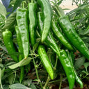 Lameizi Chili Pepper Seeds, 1g