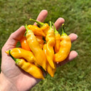 Sugar Peach Pepper, 5~10 Seeds