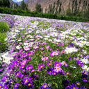 Swan River Daisy, 1g