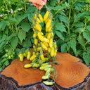 1 Dancing Green Fingers Tomato, 5 Seeds