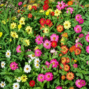 W1341 Dwarf Small-Flowered Zinnia Mix, 100 Seeds