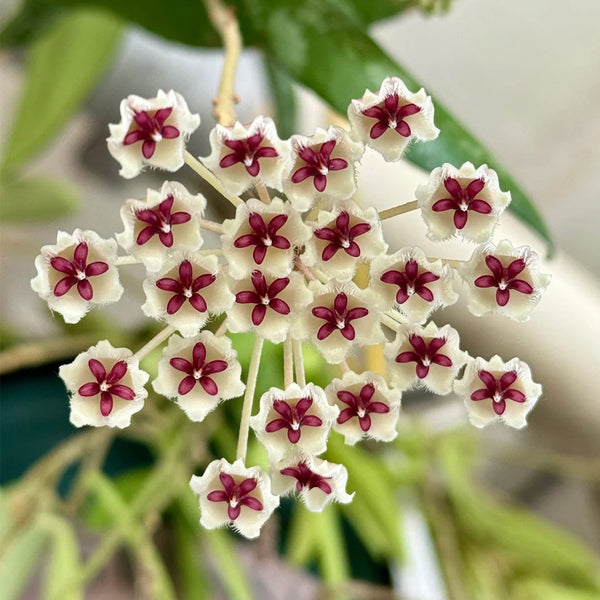 Phuwua Hoya, 5 Cuttings
