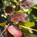 Hoya walliniana 'Dark Leaf Splash', 5 Cuttings