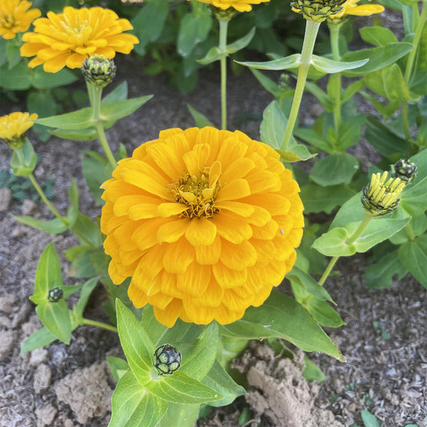 He Zhi Chun Zinnia elegans Seeds, 5g
