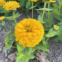 He Zhi Chun Zinnia elegans Seeds, 5g