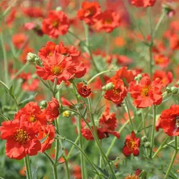 Crimson Ocean Avens Seeds, 200 Seeds