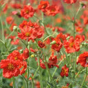 Crimson Ocean Avens Seeds, 200 Seeds