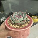 Echeveria chihuahuaensis, 3pcs x 1-head