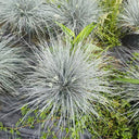 Festuca glauca, 100 Seeds