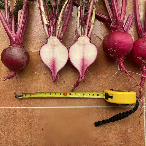 'Aizhenhong' Turnip Seeds, 5g