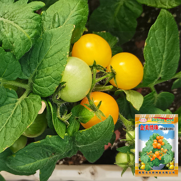 'Jinmeixiuzhu' Cherry Tomatoes, 200 Seeds