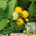 'Jinmeixiuzhu' Cherry Tomatoes, 200 Seeds