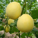 Pale Yellow Crispy Melon Seeds, ~100 Seeds