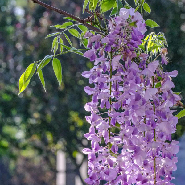 Chinese wisteria (Wisteria sinensis) Seeds, 50 Seeds