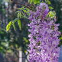 Chinese wisteria (Wisteria sinensis) Seeds, 50 Seeds