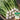 Xiatong No.2 F1 Turnip Seeds, 10g