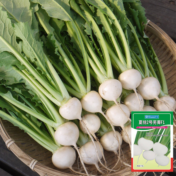 Xiatong No.2 F1 Turnip Seeds, 10g