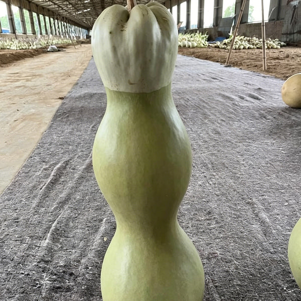 Slender-waisted lotus-head gourd, 5 Seeds