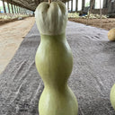 Slender-waisted lotus-head gourd, 5 Seeds