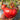 602 Sofia's Fiery Comet Tomato, 5 Seeds