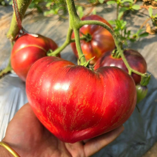 602 Sofia's Fiery Comet Tomato, 5 Seeds