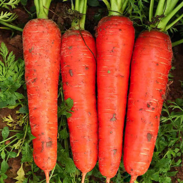 Five-Inch Ginseng Carrot Seeds, 10g