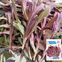 Xinte Wild Purple Qumai Chicory Seeds, 1g