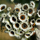 Double White Cape Daisy, 100 Seeds