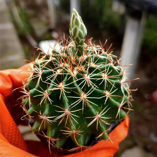 Thelocactus setispinus, 4-5cm