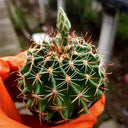 Thelocactus setispinus, 4-5cm