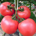 Maofen 802 Tomato, 100 Seeds