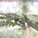 Blue Hyssop Herb, 10 Seeds